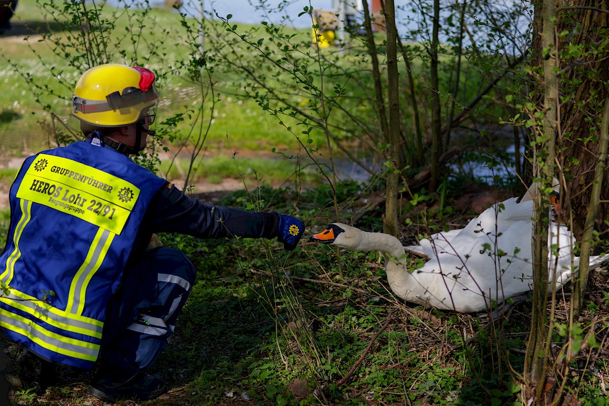 Erfolgreiche Tierrettung in Neustadt