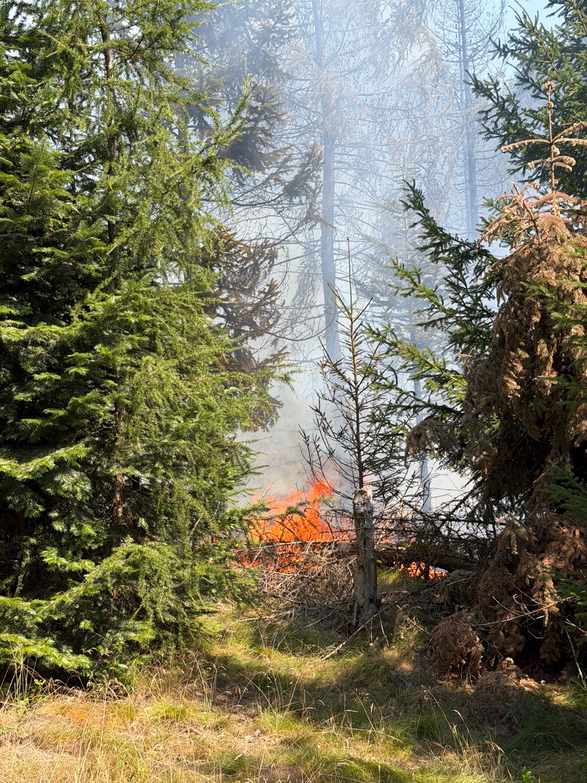 Viele Einsatzkräfte ein gemeinsames Ziel, THW unterstützt bei Waldbrandeinsatz in Rechtenbach